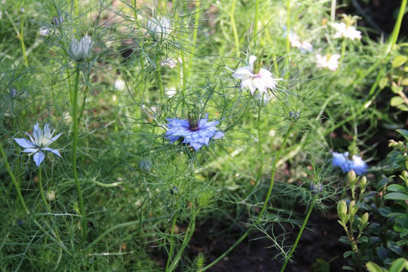 Nigella Damascena l. нигелла дамасская