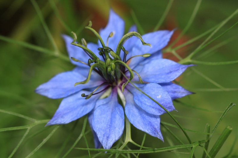 Растение Nigella Sativa