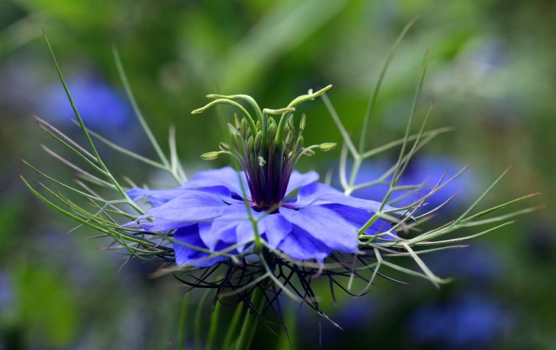 Nigella Sativa (Чернушка посевная)