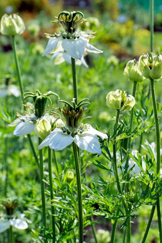 Nigella Sativa (Чернушка посевная)