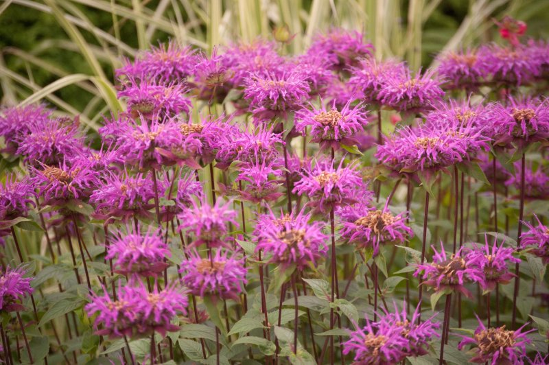 Monarda menthifolia