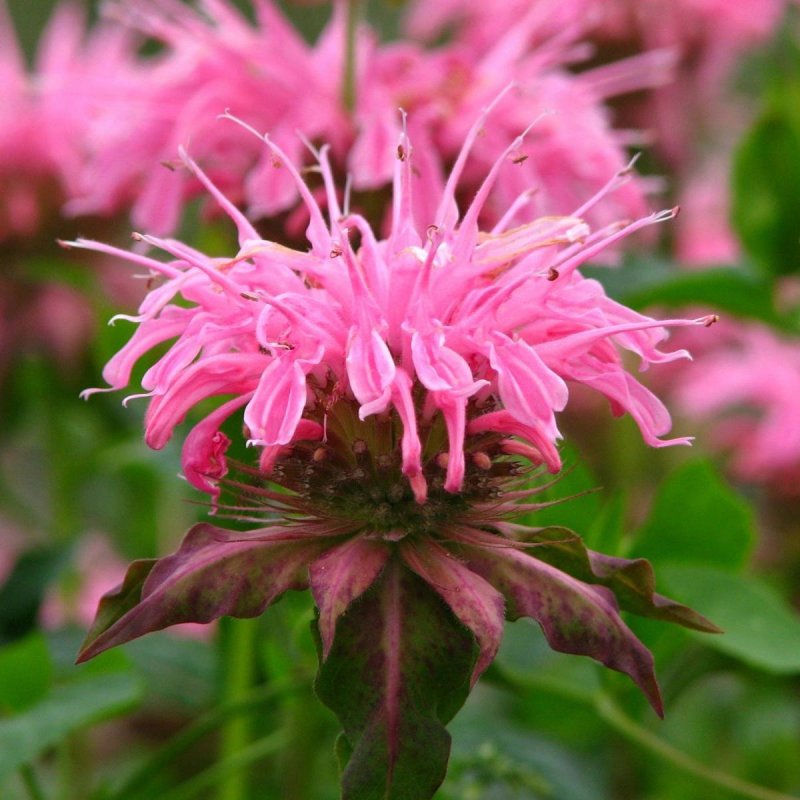 Монарда Croftway Pink