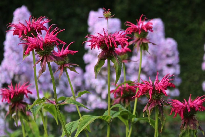 Монарда Monarda Croftway Pink