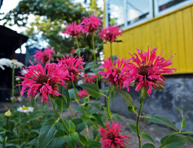 Монарда двойчатая (Monarda ),