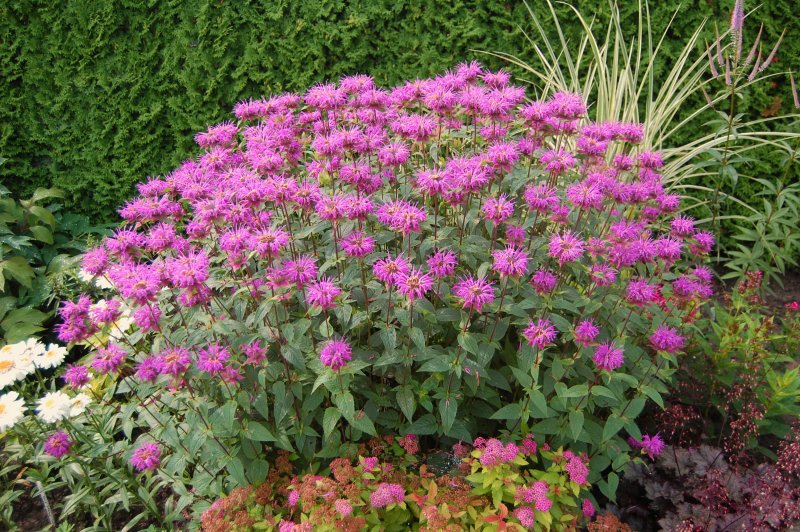 Монарда Брэдбери (Monarda bradburiana)