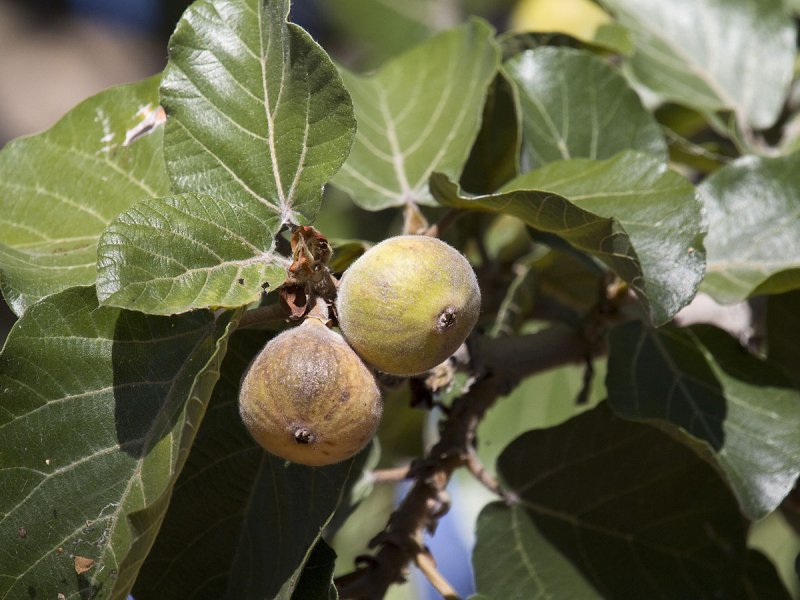 Ficus sycomorus