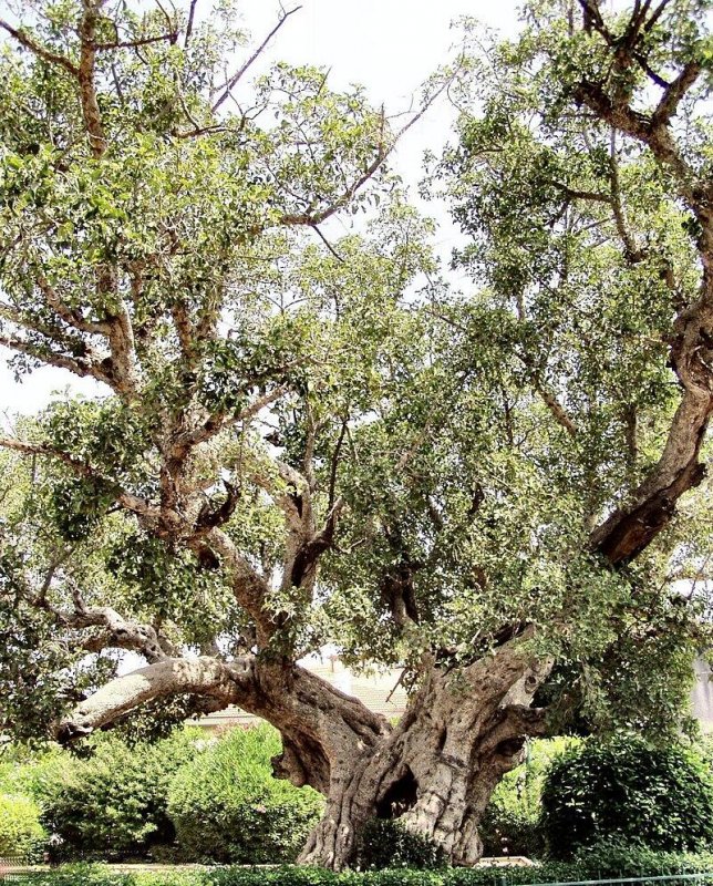 Сикоморов (Ficus sycomorus).