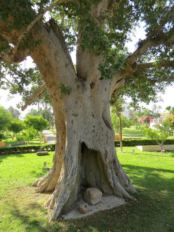 Корень сикоморы