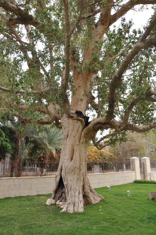 Израиль Sycamore Tree