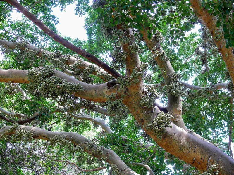 Ficus sycomorus — сикомор лист