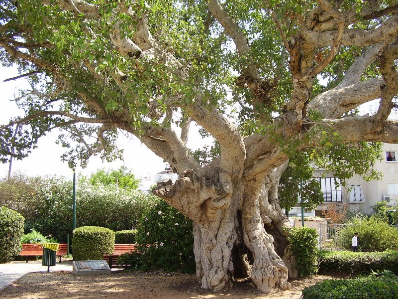Сикоморов (Ficus sycomorus).