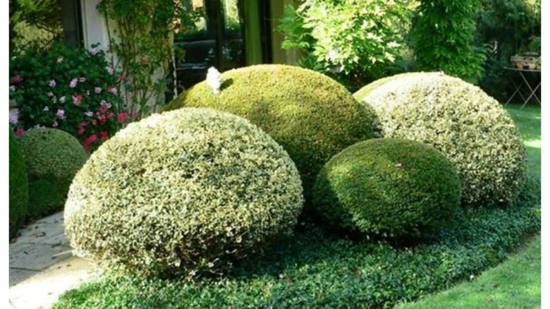 Бересклет Форчуна Вегетус