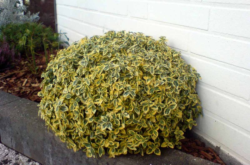 Бересклет Форчуна Emerald Gold