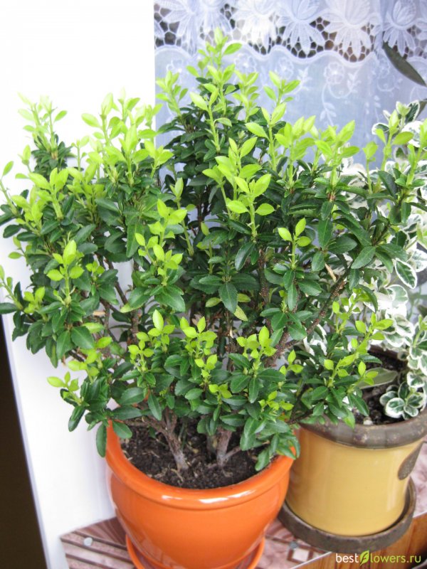 Бересклет Форчуна "Emerald GAIETY"/ Euonymus fortunei