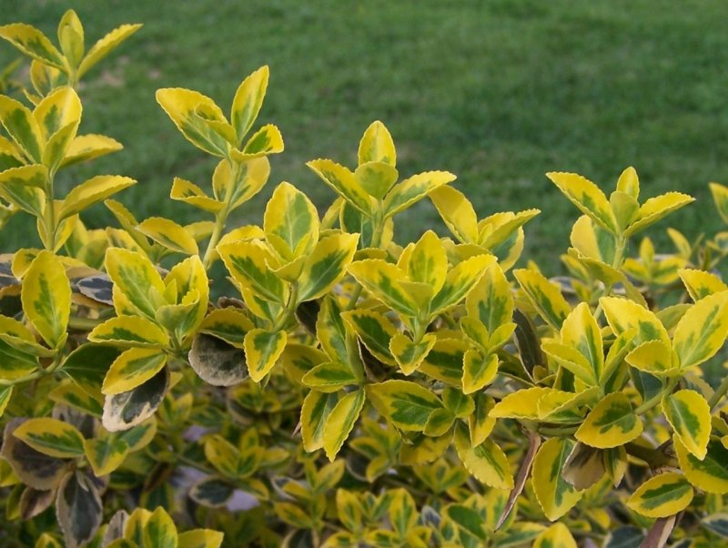 Бересклет японский (Euonymus japonicus)