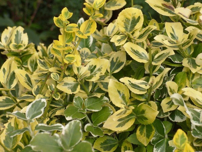 Бересклет Коопмана (Euonymus koopmannii)