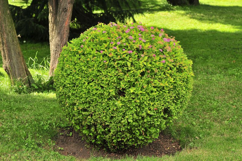 Euonymus japonica Aurea