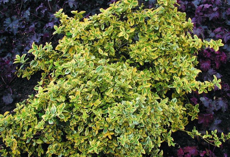 Бересклет Форчуна (Euonymus fortunei Emerald GAIETY p9)