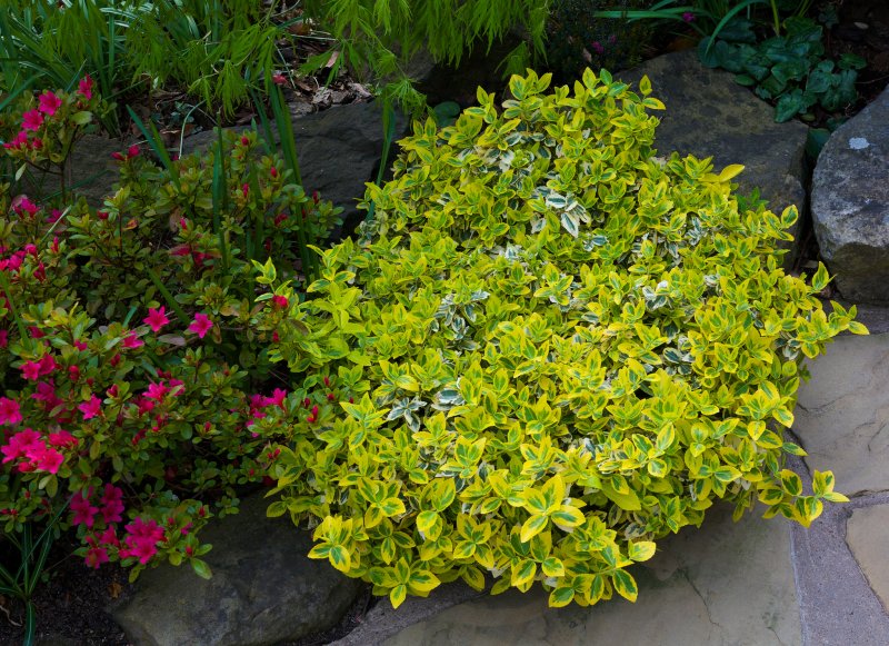 Бересклет Форчуна (Euonymus fortunei Emerald GAIETY p9)