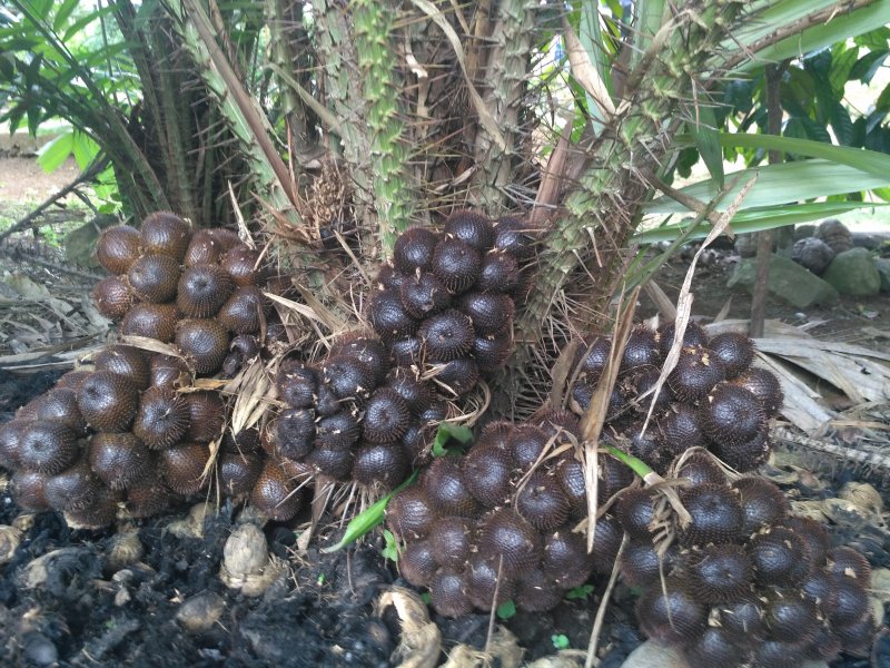 Сала (Салак, ракум, змеиный фрукт, Snake Fruit, sala)