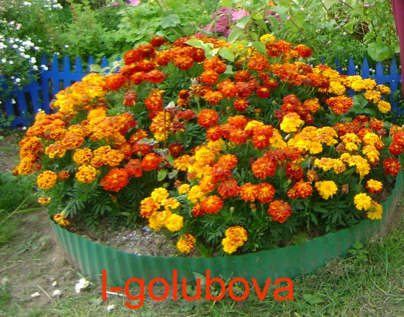 Клумба с календулой и бархатцами