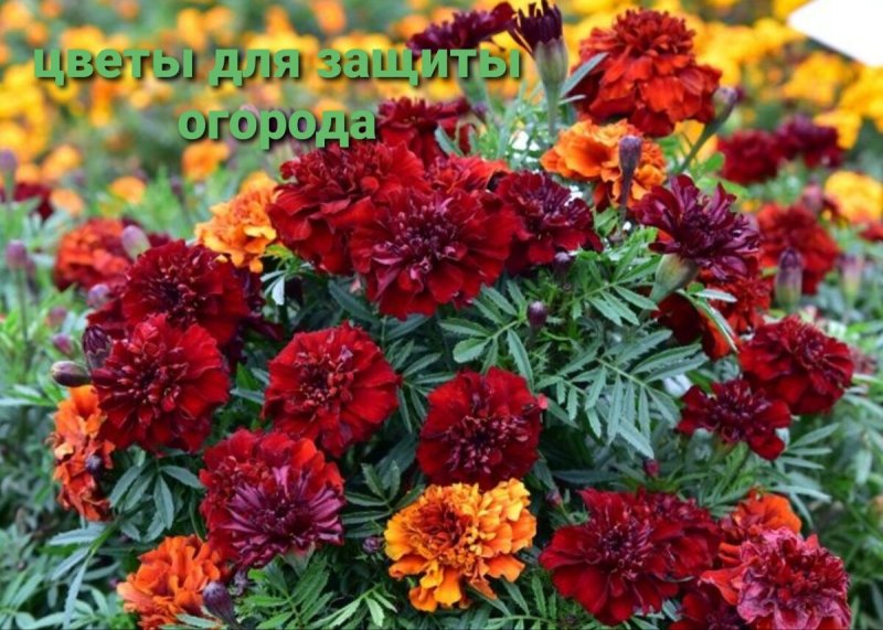 Бархатцы Пламенный Рубин