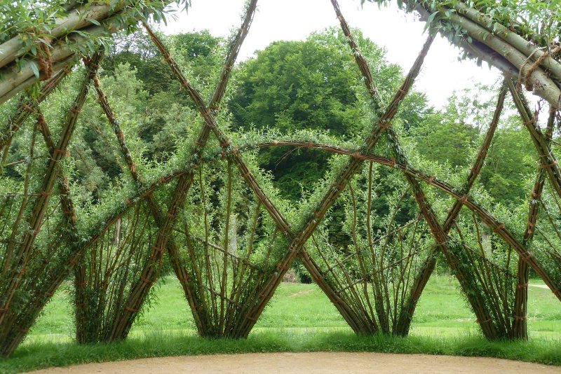 Ива плетеная датские корни (Salix viminalis)