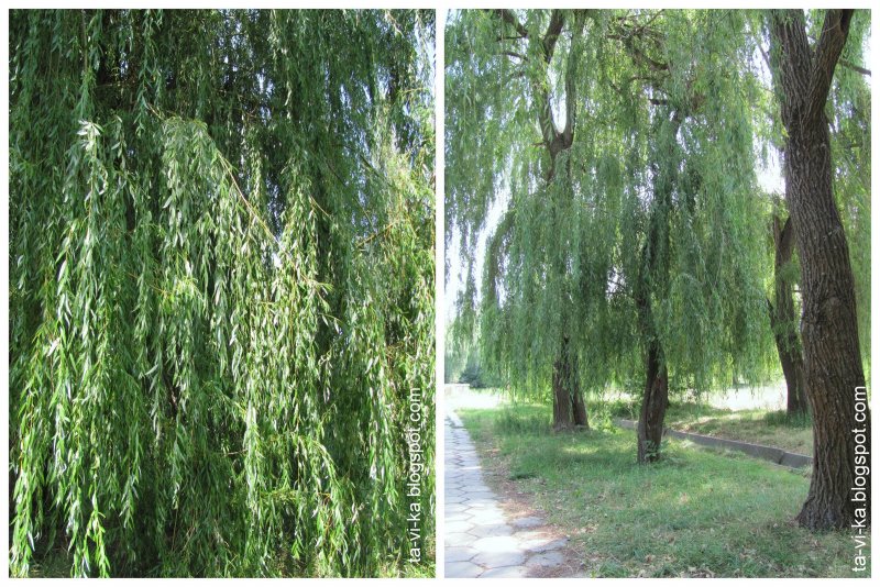 Ива плакучая для живой изгороди