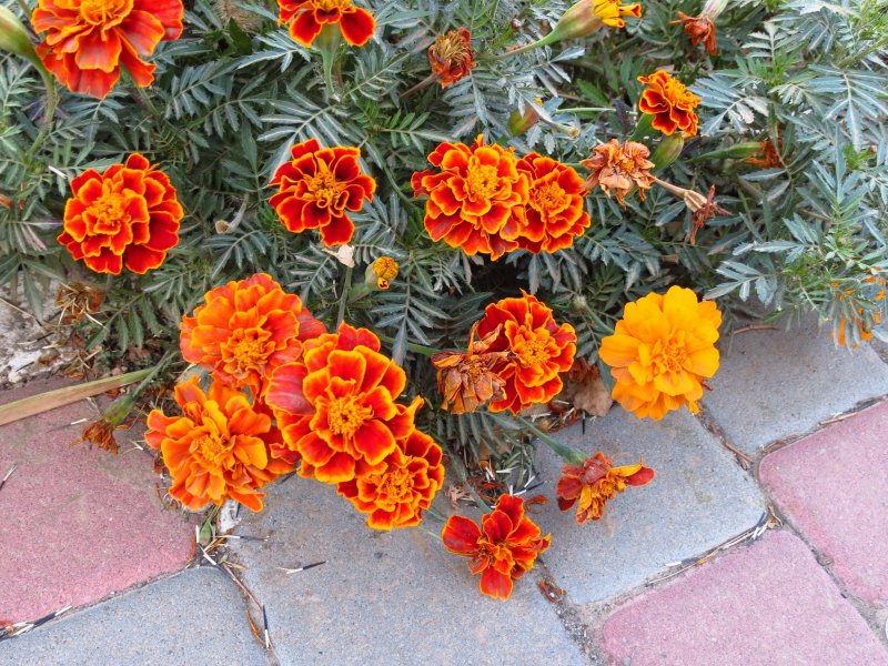 Tagetes patula boy Golden