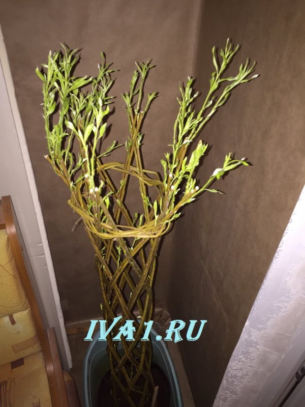 Сплетение деревьев из ивы