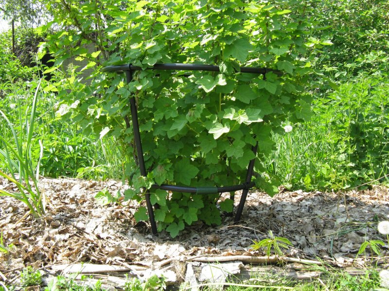 Мульчировать смородины кусты