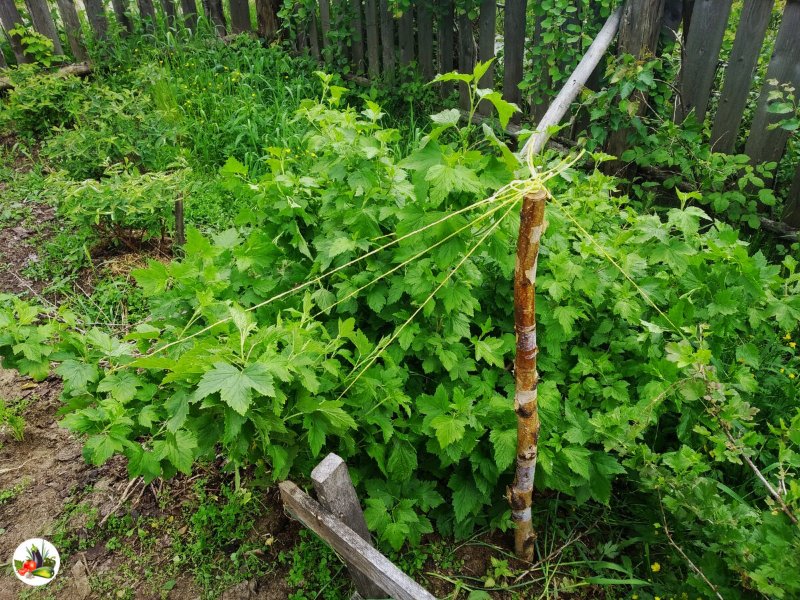 Подвязать кусты смородины