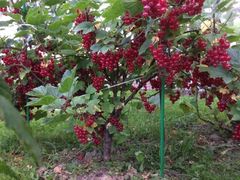 Плодовые кустарники (смородина, крыжовник, жимолость)