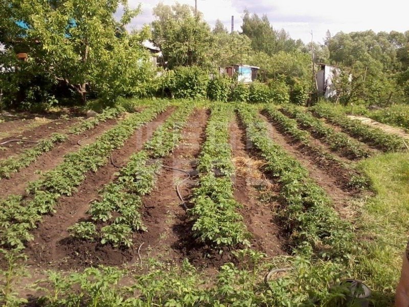 Картофельные грядки