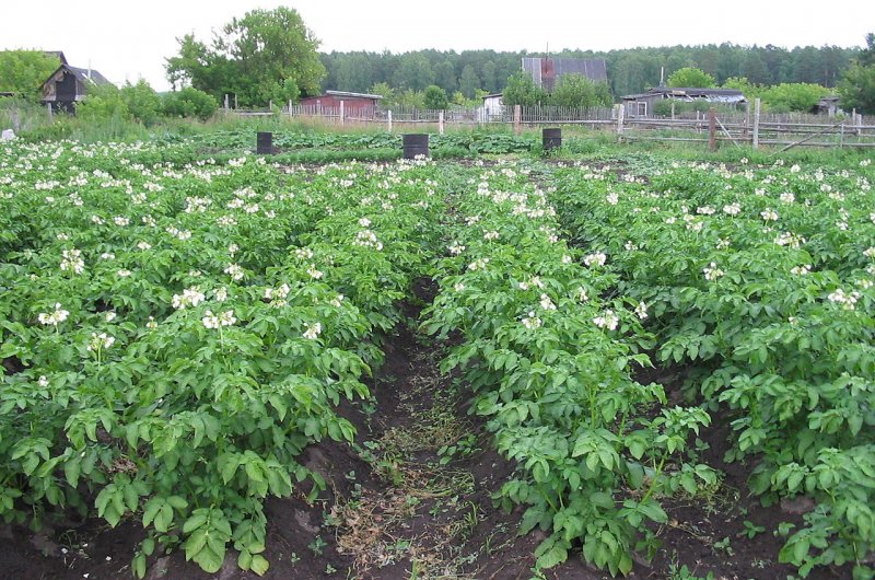 Картофель в огороде