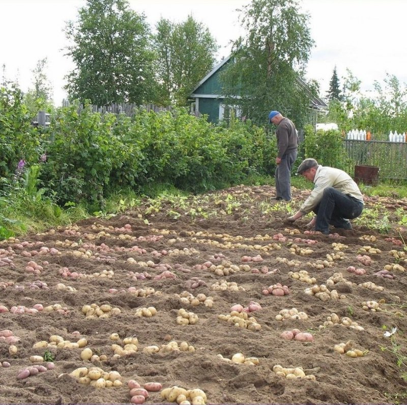 Картофель в огороде