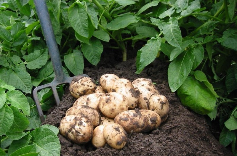 Копка картофеля