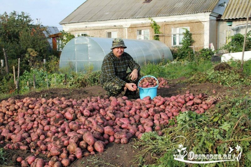 Картофель на грядке