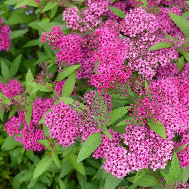 Спирея японская Froebelii