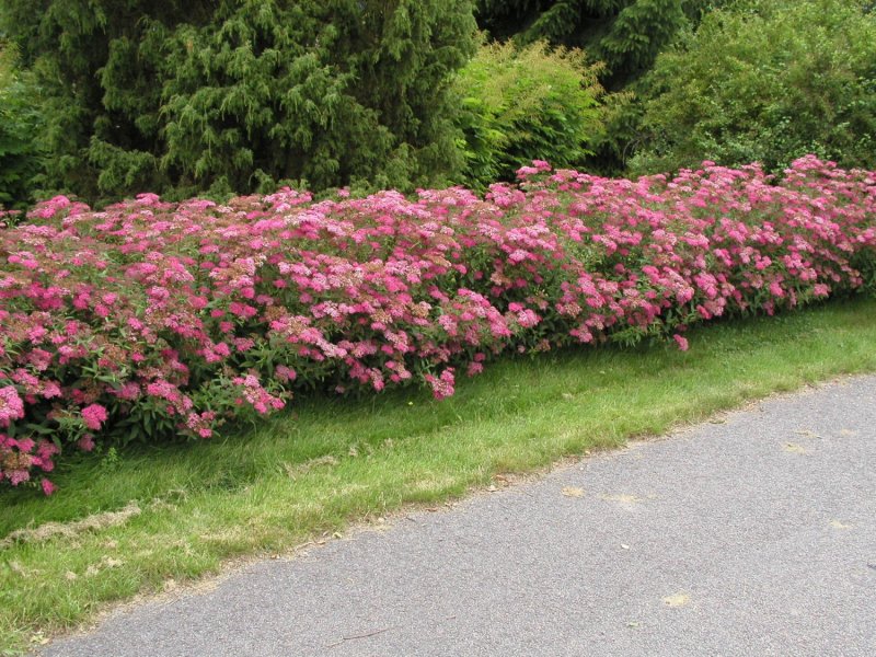 Спирея японская (Spiraea japonica `Dart's Red`)
