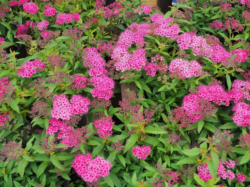Спирея Бумальда Spiraea bumalda