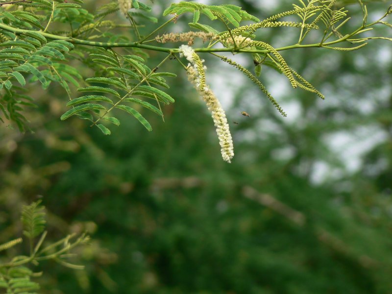 Акация узколистная (Acacia angustissima)
