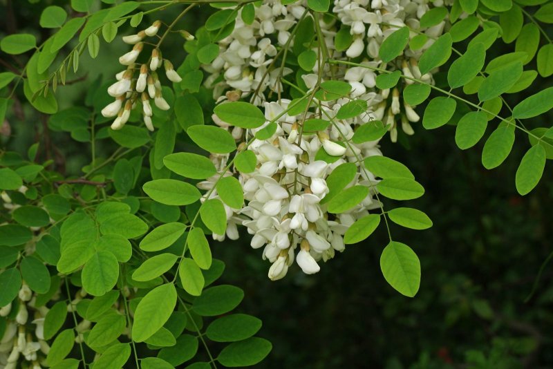 Акация белая (Robin pseudoacacia l.)