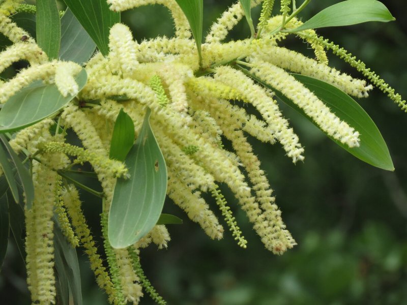 Acacia mangium