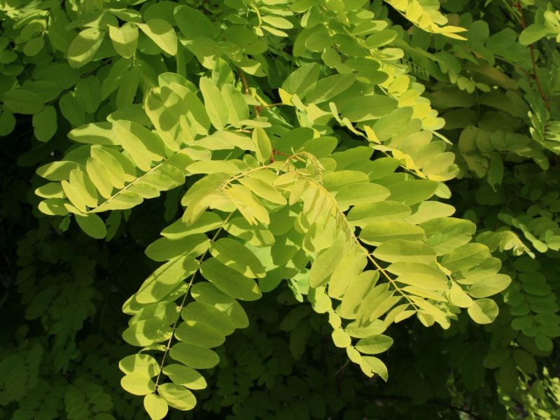 Robinia pseudoacacia Frisia
