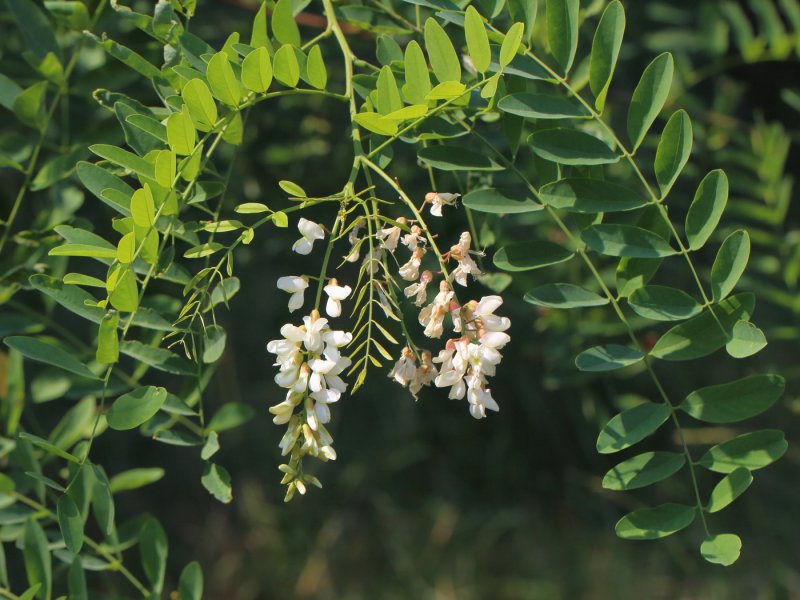 Робиния псевдоакация (Robinia pseudoacacia l.)