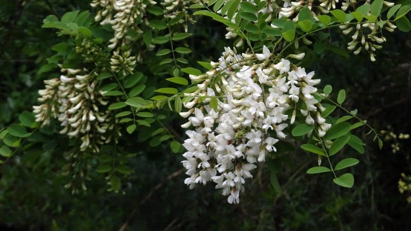 Робиния Лжеакация (белая Акация) - Robinia pseudoacacia