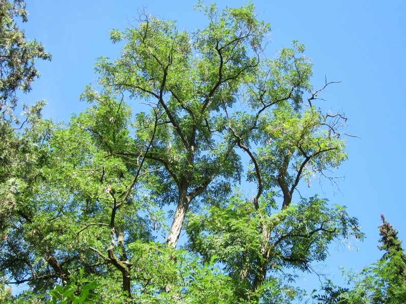 Дерево Acacia