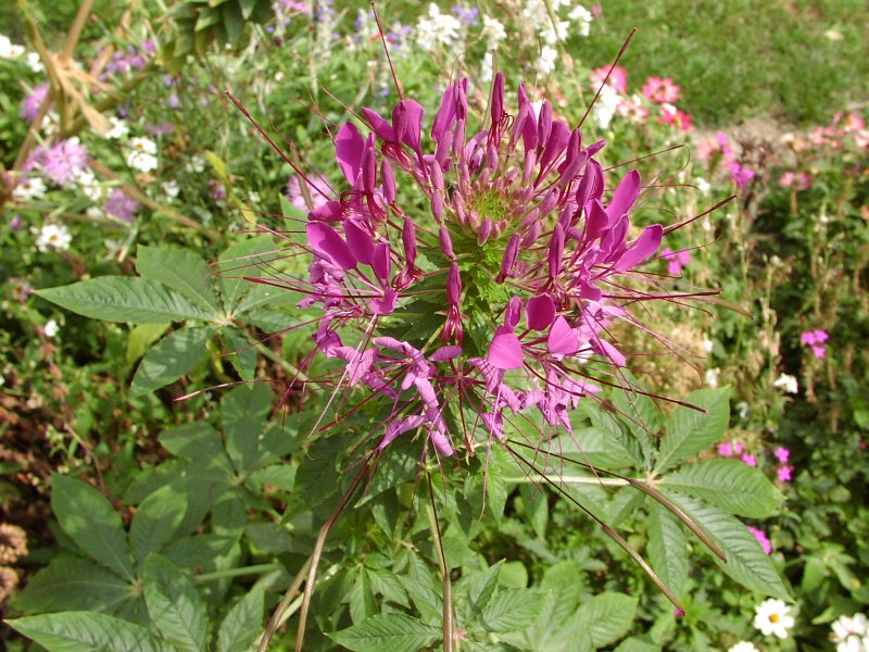 Клеома Хасслера (Cleome hassleriana)