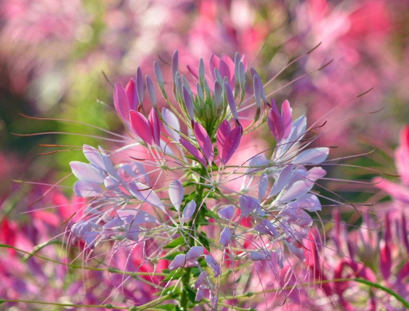 Клеома Хасслера (Cleome hassleriana)